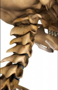 Columna cervical